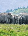 Alarm in Assam as 4 elephants killed in 20 days Alarm in Assam as 4 elephants killed in 20 days13