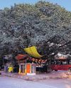 A bus terminus tree26