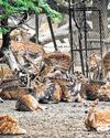 Can keep just 38 deer at Hauz Khas park: panel61