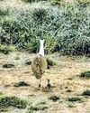 Great Indian Bustard chick born in Gujarat after 10 yrs27
