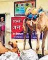 Camelcade redux: Bootlegger caught again using camels as liquor mules6