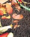 A rot to answer for: Unpacking global food loss and waste43
