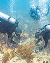 Scientists transplant crossbred corals to save Miami reefs34