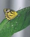 10 butterfly gardens offer stress relief, smiles to Mumbai cops23