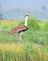 New strategy allows GIB to hatch, grow in wild8