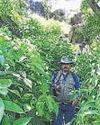 Rare endemic shrub rediscovered in Mount Abu4