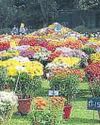 Participate in NBRI flower show with just a single pot of blooms