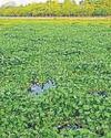 Water hyacinth chokes Gomti despite regular cleaning drives12
