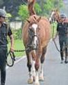Meerut gets India's first disease-free hub for horses24