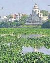 'Floating invaders' still haunt Gomti3