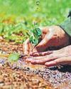 UP aims to scale new green peak, plant 37 crore saplings in a day tomorrow32