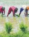 West Asia conflict hits rice exports from U.P21