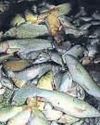 Dozens of dead fish surface in temple pond14