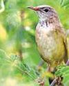 Long-billed Bush Warbler sighted in India after 46 yrs42