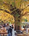 Age never seems to weary majestic ginkgo guards6