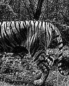 Single window nod available for tiger reserve land takeover31