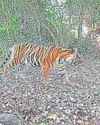 Study confirms Konkan is a habitat for tigers