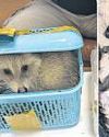 Squirrel, raccoon, iguana found in flyers’ luggage20