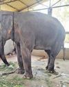 HC upholds animal rights over religious customs16
