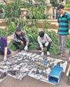 45 herons die in Thane hsg soc's tree-trimming exercise3