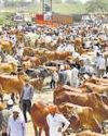 Cattle traders on strike to protest against harassment by ‘gau rakshaks’ Cattle traders on strike to protest against harassment by ‘gau rakshaks’6