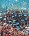 Lakshadweep’s coral cover halved in 24 yrs0