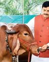 Madhya Pradesh to Become a Milk Capital Madhya Pradesh to Become a Milk Capital6