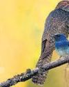 Birders, forest dept officials working on Delhi 'Bird Atlas'