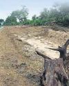 UP disputes FSI findings on 'excessive' tree felling14