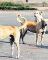 MCD panel to fast-track sterilisation of canines25