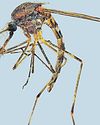 { NOT COLD ENOUGH ANYMORE } Bastion breached: Mosquitoes found in Iceland for first time as warming climate triggers buzz Hindustan Times Noida
