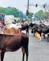 After SC’s stray cattle order, MCD report says cow shelters already overburdened14