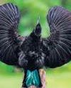 Claws for applause: How birds are boosting our tech45