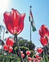 City's tulip gardens go local: 50,000 indigenous bulbs bloom this spring City's tulip gardens go local: 50,000 indigenous bulbs bloom this spring12