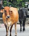 Soon, saffron tags to identify Madhya Pradesh’s stray cattle36