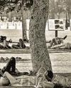 The politics of shade in our unequal cities The politics of shade in our unequal cities42
