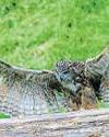 On wings and a prayer On wings and a prayer41