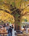 Age never seems to weary majestic ginkgo guards Age never seems to weary majestic ginkgo guards4