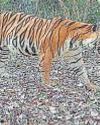 Camera trap study confirms Konkan as habitat for tigers in Western Ghats