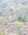 Trees dying at Metro Eco Park in Ravet, claim activists