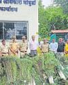 11 held with 400kg of peacock feathers in city4