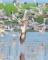 Forest dept unveils eco-revival plan for Bhigwan wetland1