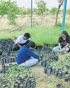 Model native grass nursery’s success offers hope for ecosystem revival13