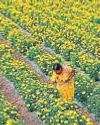 Maha govt bans artificial flowers13