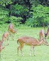 Civic body questions z00 authorities after report of deer deaths Civic body questions z00 authorities after report of deer deaths2