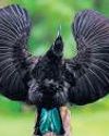 Claws for applause: How birds are boosting our tech19