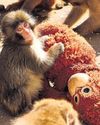 Meet Punch: The baby monkey melting the internet41
