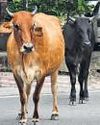 Soon, saffron tags to identify Madhya Pradesh’s stray cattle23