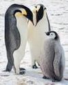 { CLIMATE CHANGE } IUCN RED LIST Emperor penguins now endangered as ice in Antarctica breaks up fast24