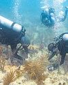 { REEF REVIVAL } CORAL BREEDING HAS ALSO BEEN DONE IN HAWAII Scientists transplant crossbred corals to save Miami reefs44